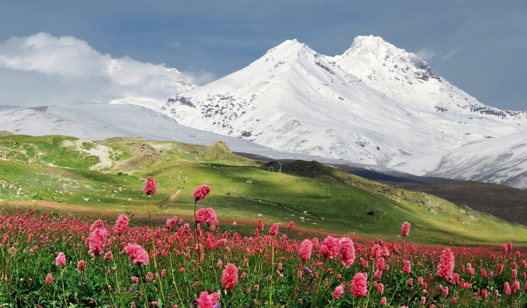Flowers on a background of mountains