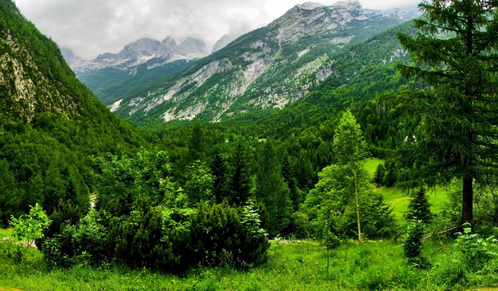 Лес в горах