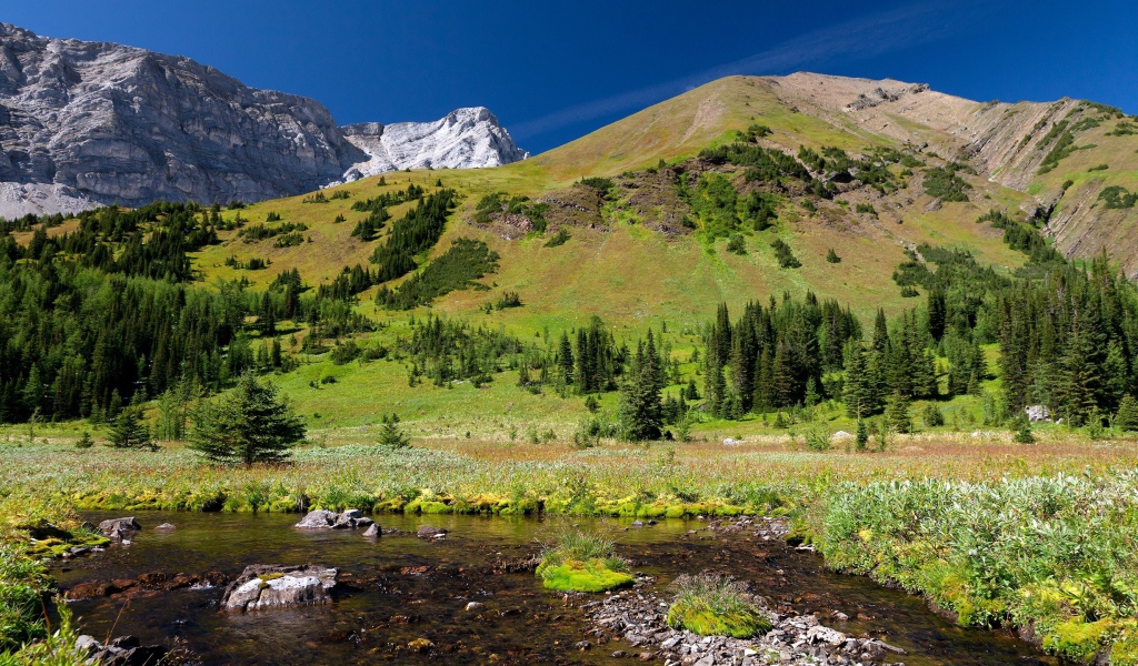Гора заросшая лесом