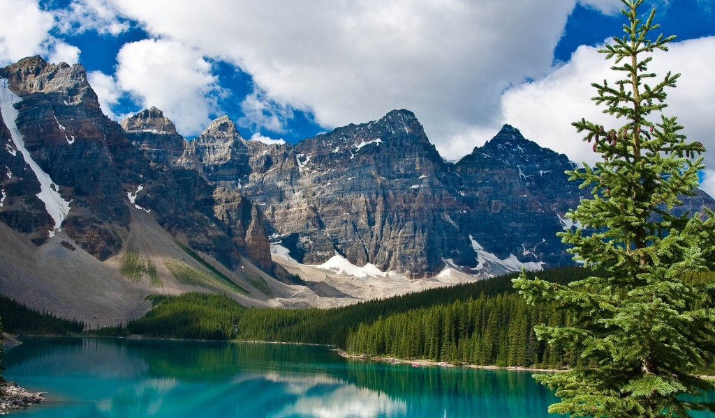 Ель на берегу озера