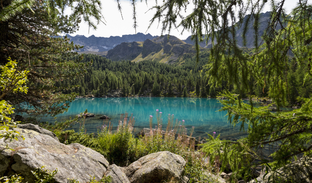 Хвойный лес на берегу озера