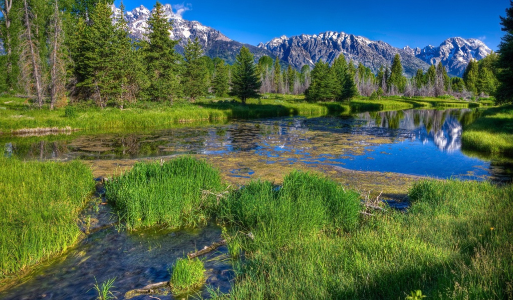 Заросшая река в горах