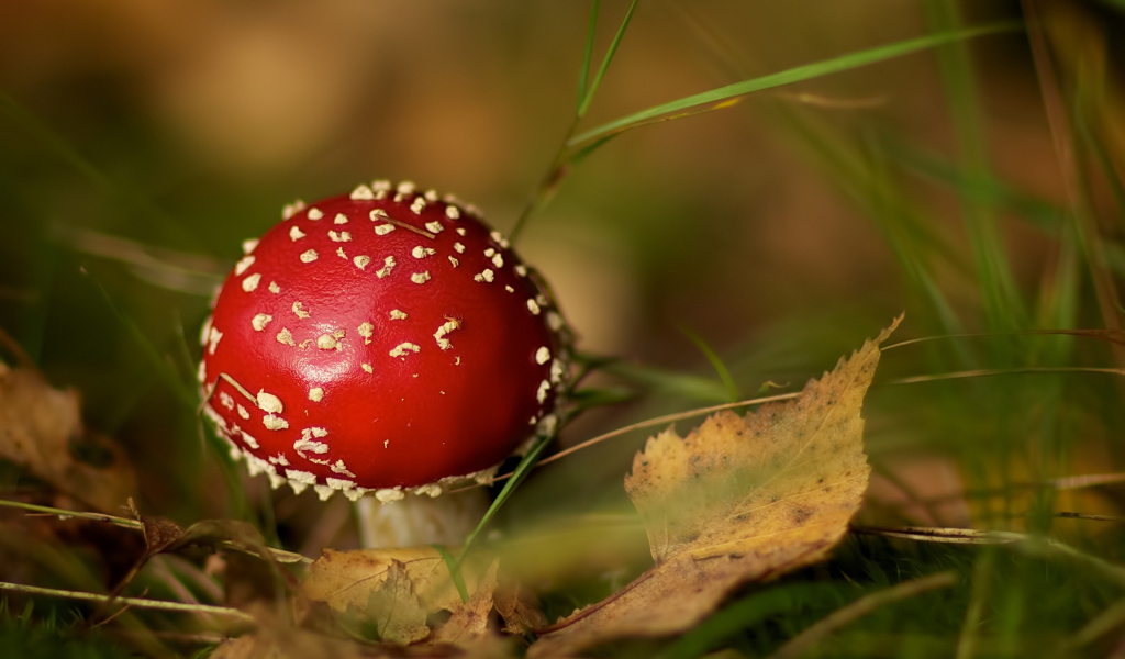 Мухомор среди травы