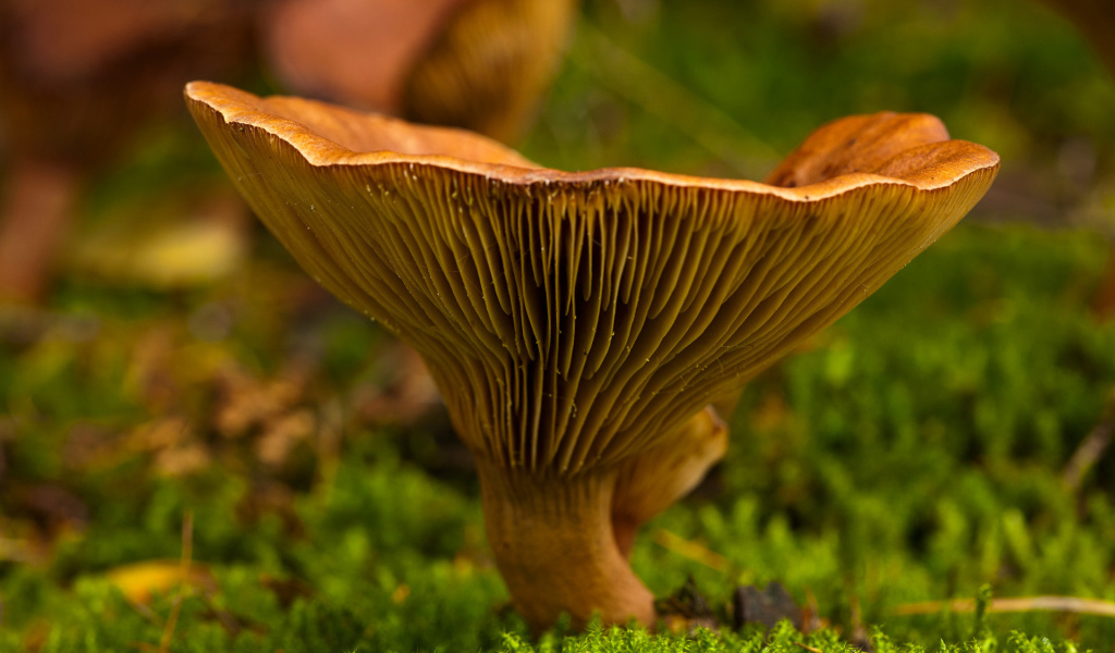 Осень грибная пора