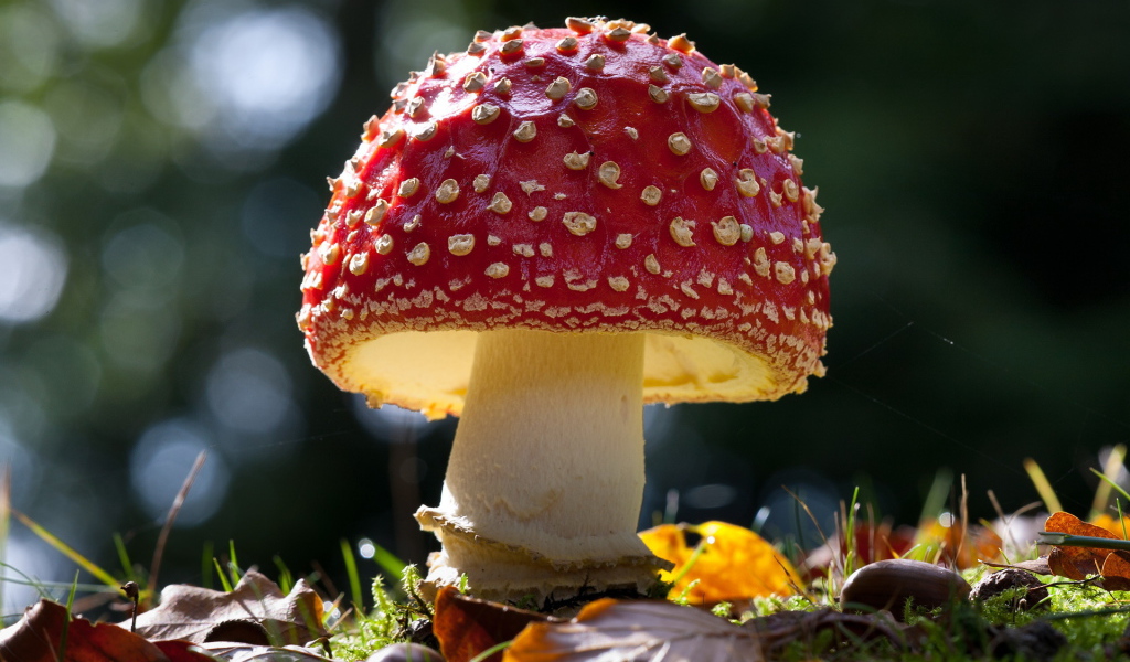Красивый гриб мухомор