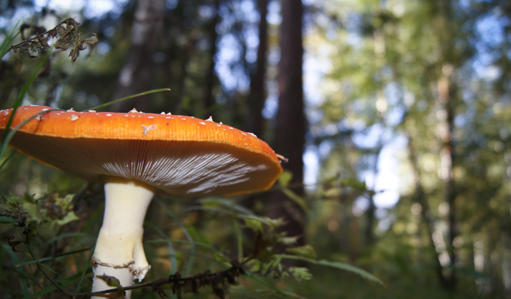 Большой гриб в лесу