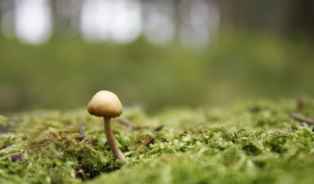 Пробивается молодой гриб