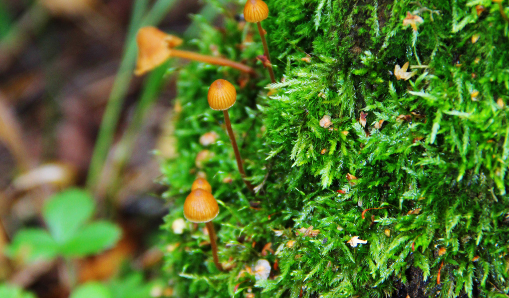 Семейка грибов опят