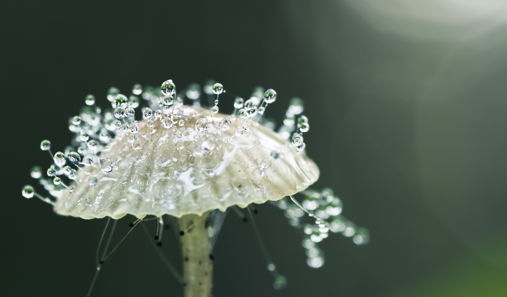 Капли росы на грибе