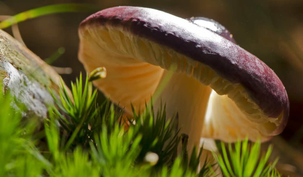 Роскошный съедобный гриб