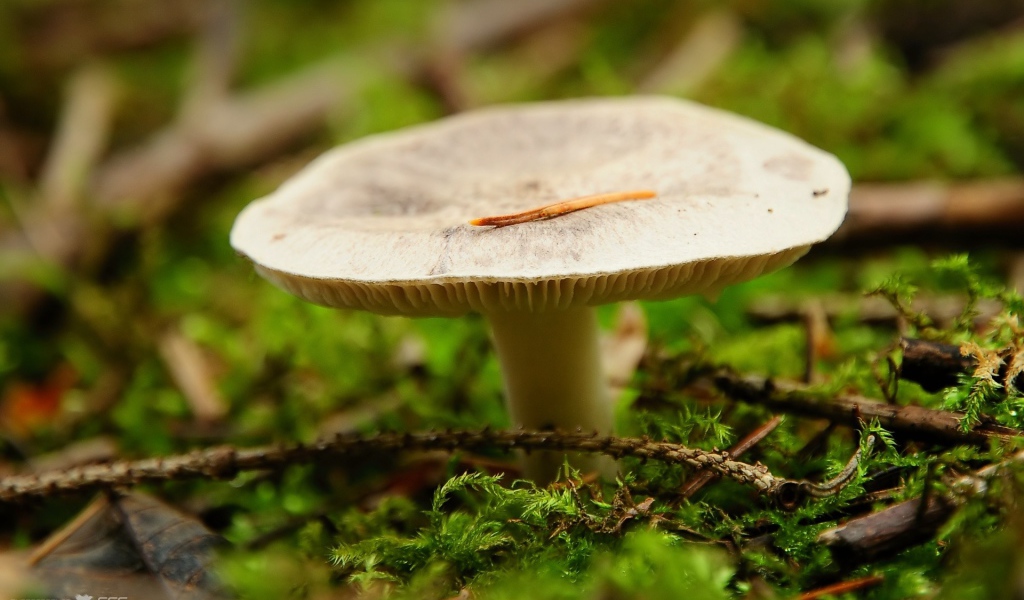 Мох окружает гриб