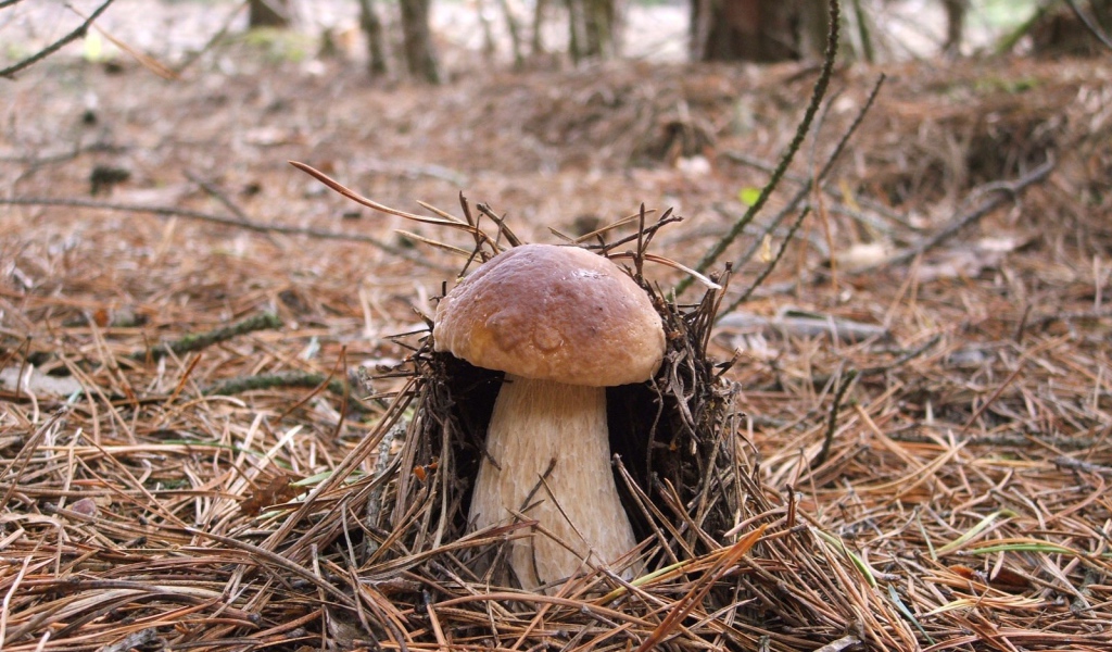 Гриб боровик