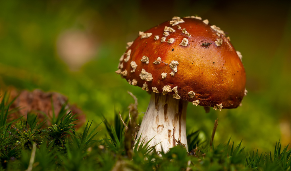 Гриб в траве
