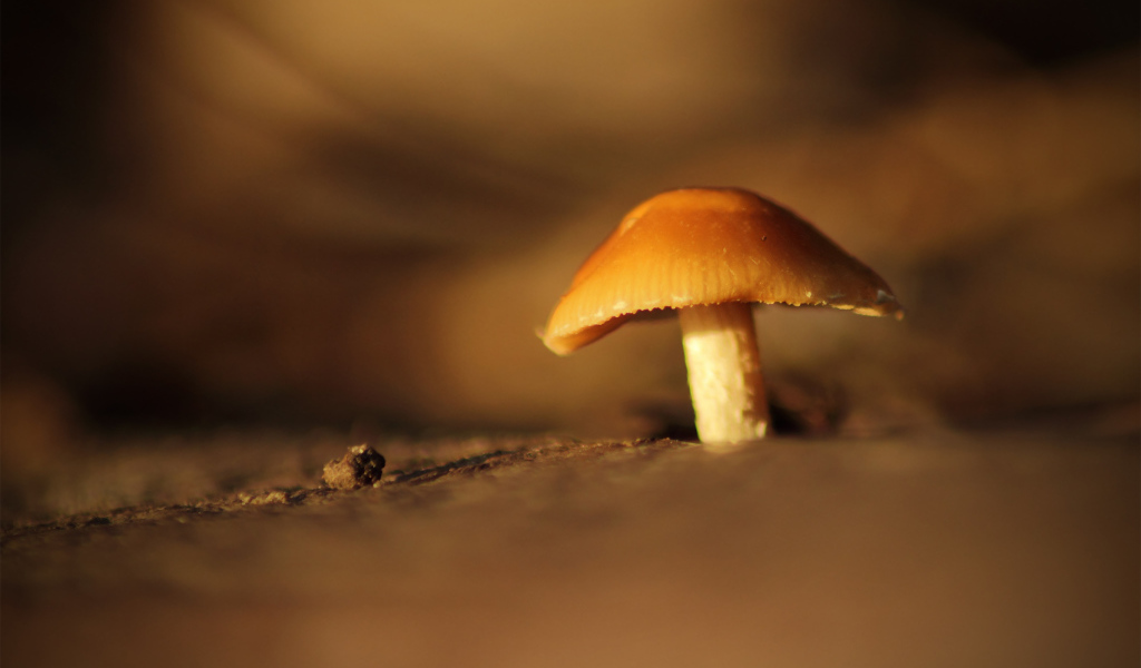 Гриб под увеличением