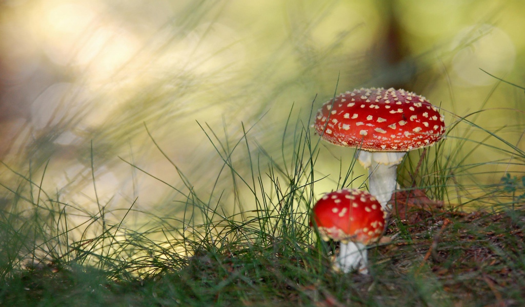 Грибы мухоморы