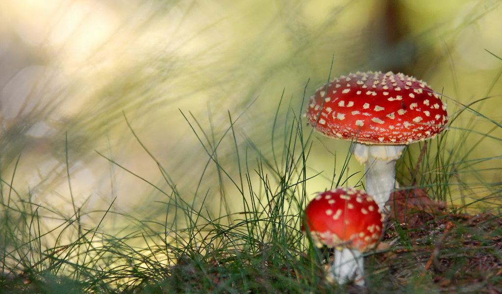 Грибы мухоморы