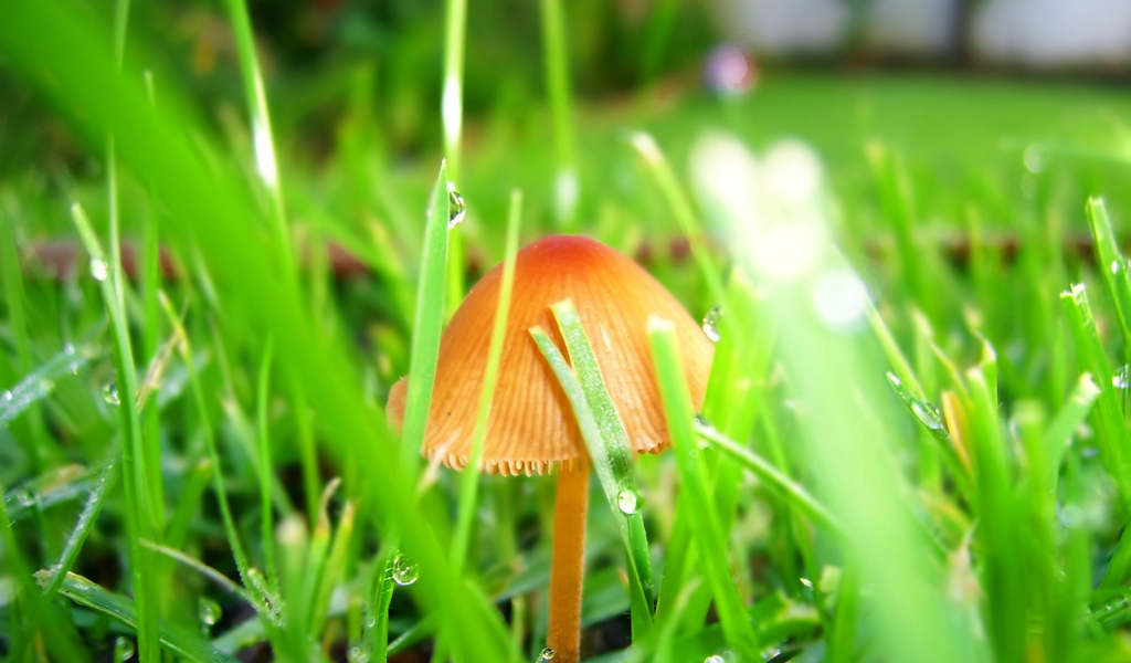 Гриб после дождя