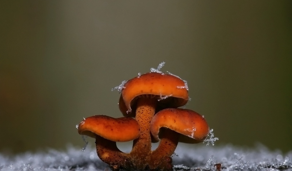 Грибы покрытые снегом