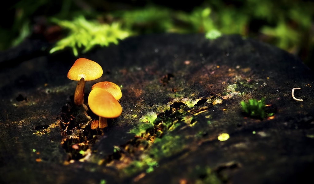 Три маленьких гриба