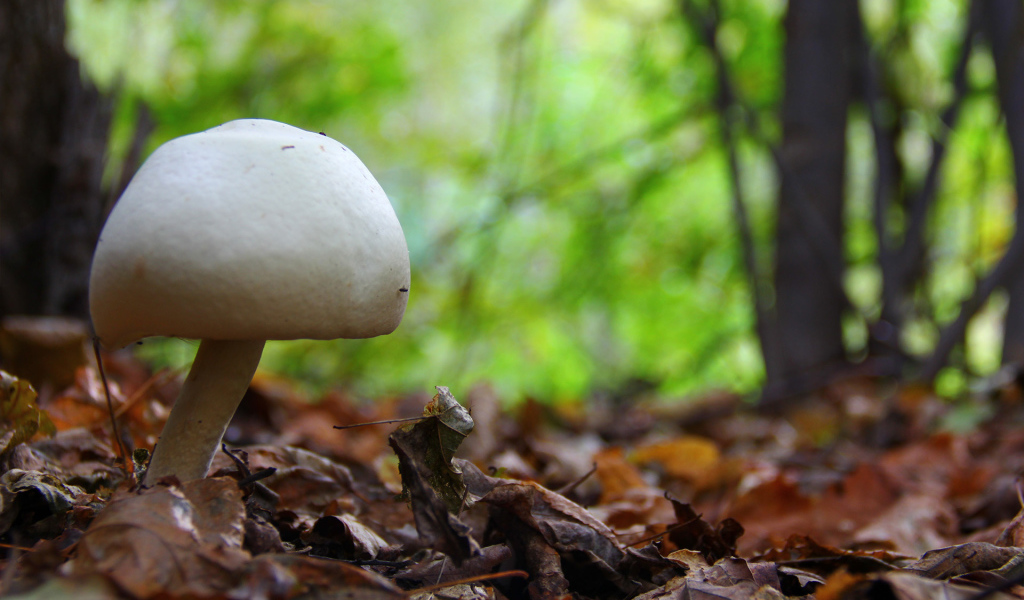 Белый гриб в лесу