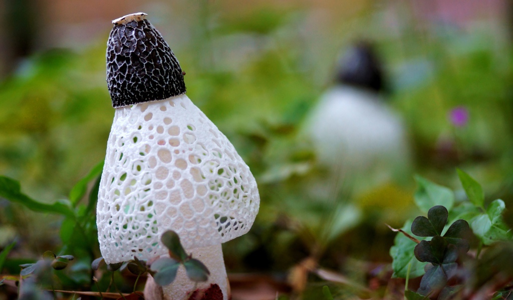 Сетчатые грибы