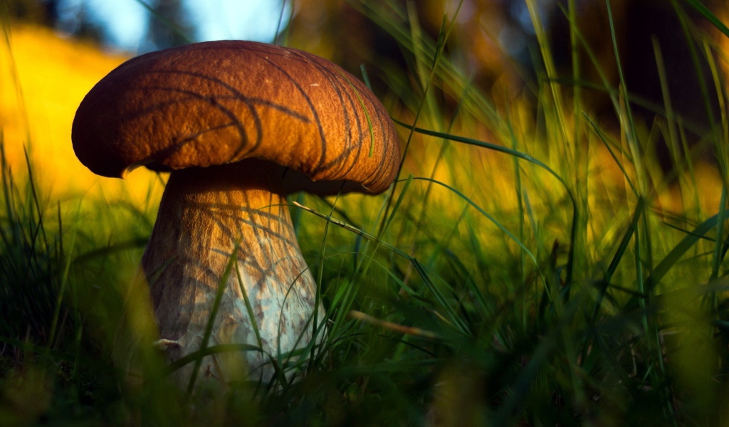 Гриб боровик в траве