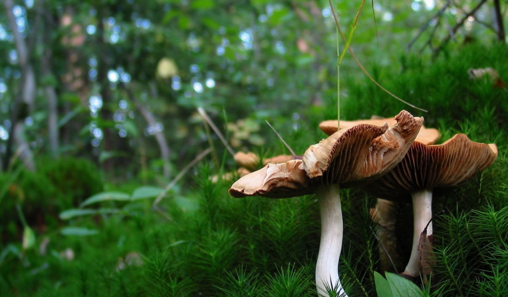 Грибы в лесном мохе