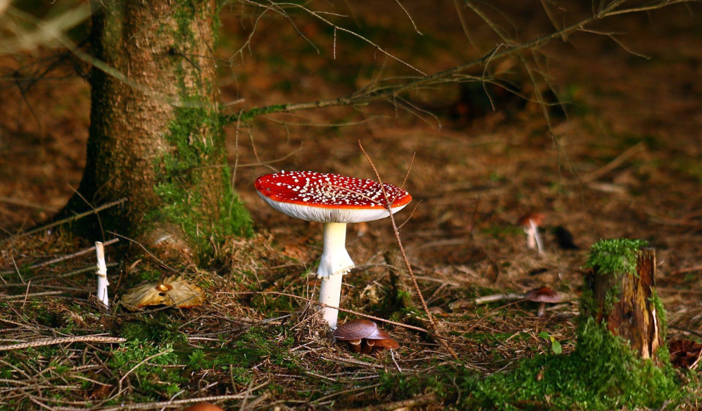 Ядовитый гриб под деревом