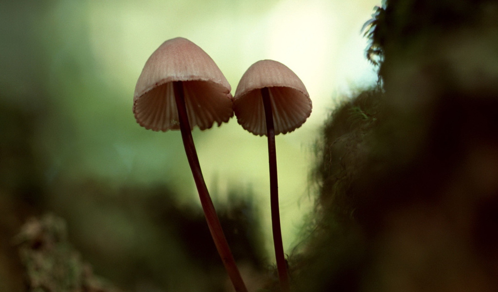 Зонтичные грибы