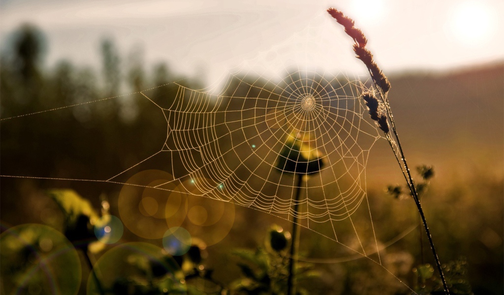 Паутина на траве