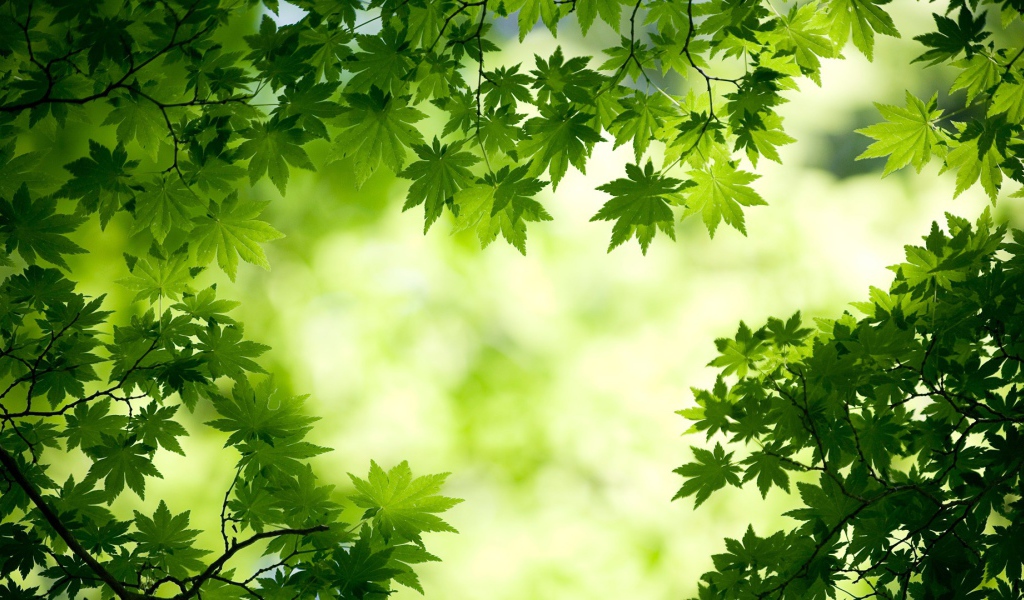 Зеленые листья