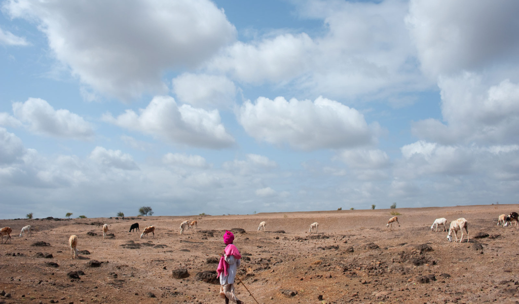 Пастух овец