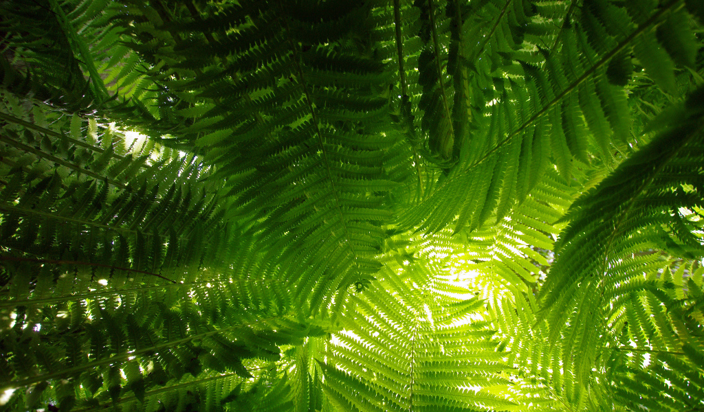 Луч света сквозь папоротник