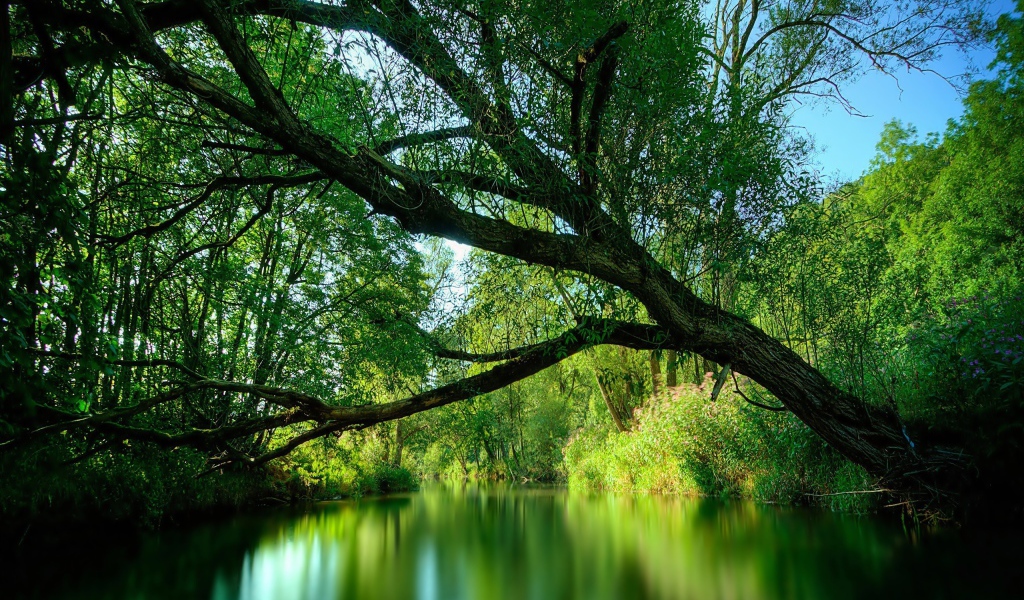 Дерево нависло над рекой