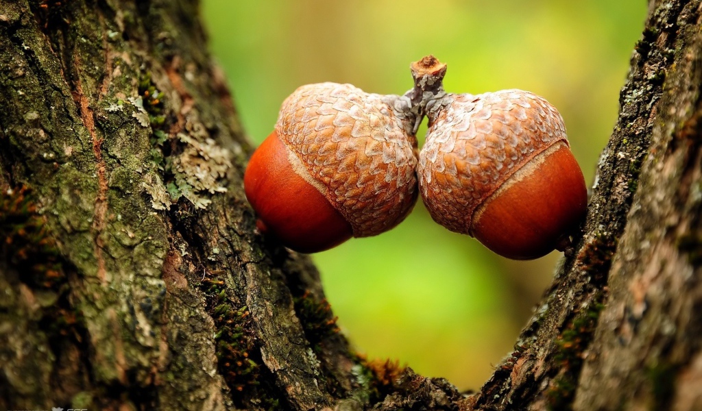 Желуди семена дуба