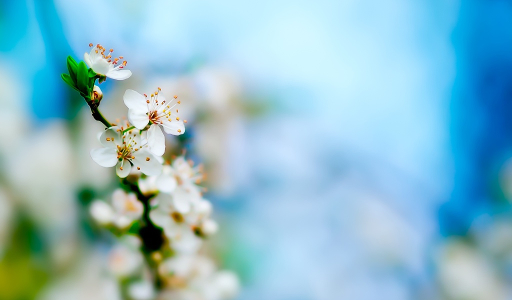 Цветение яблочного дерева