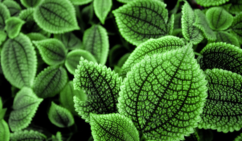 Прекрасные зеленые листья