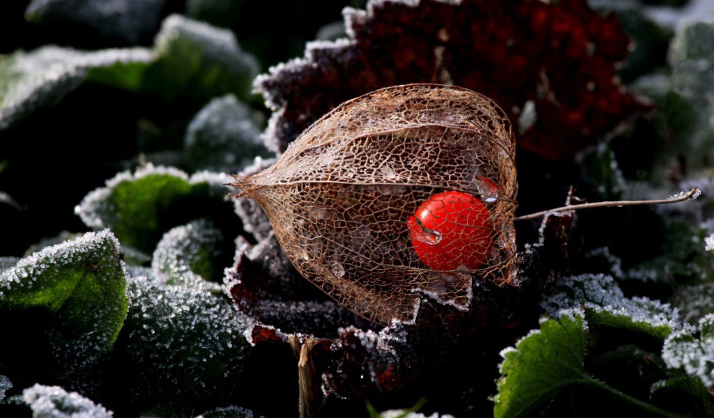 Ягода в прозрачной оболочке
