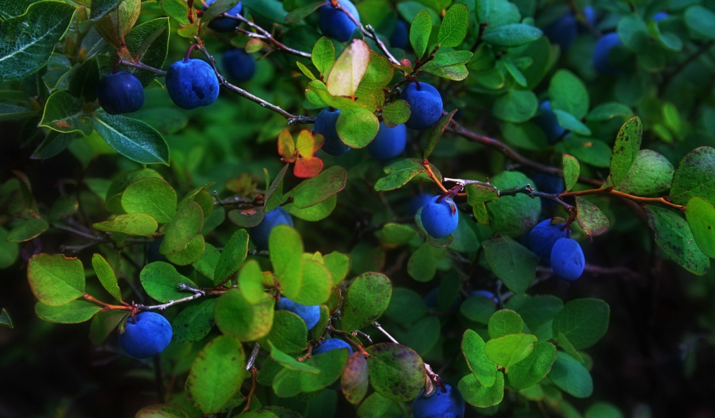 Синие ягоды в листве