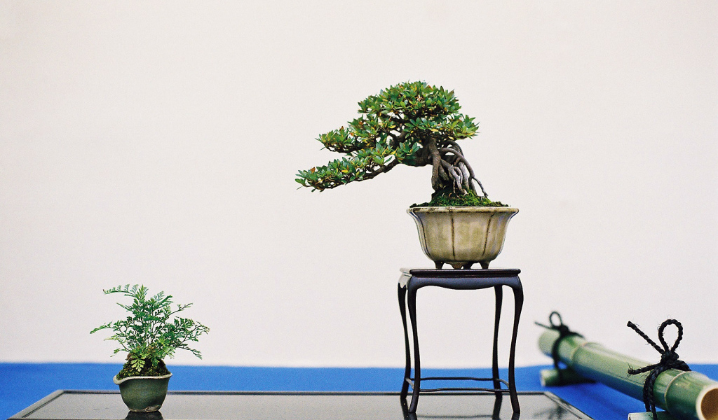 Бонсай на белом фоне