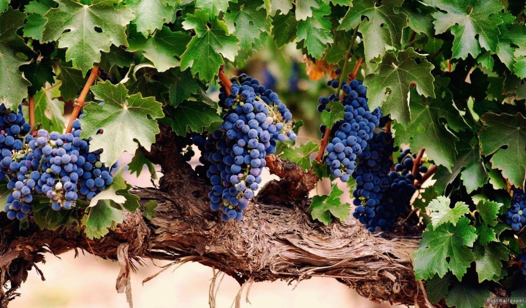 Гроздья спелого винограда