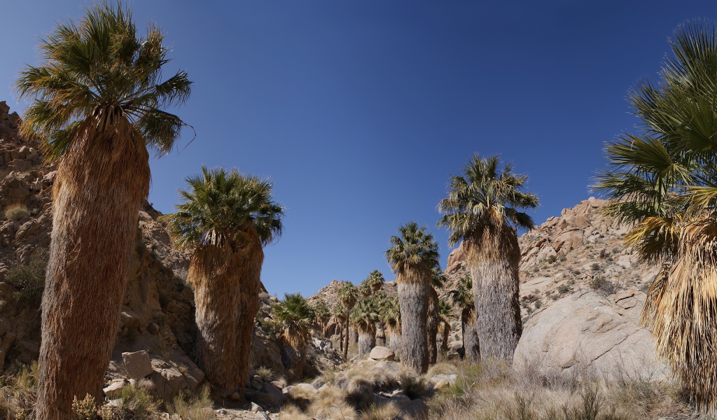 Кактусы в каменной пустыне