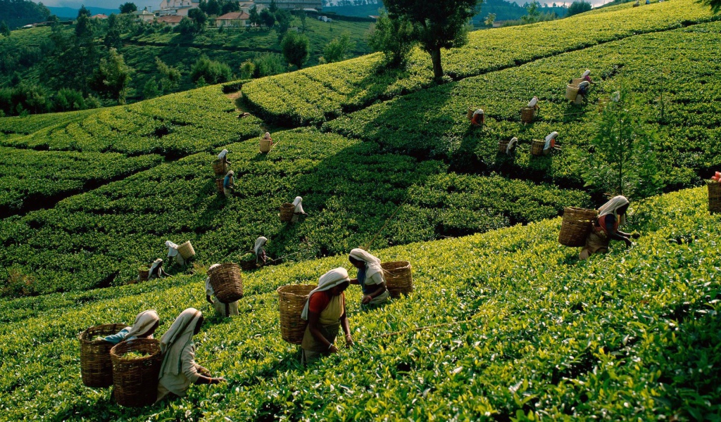 Уборка чая в Шри Ланке
