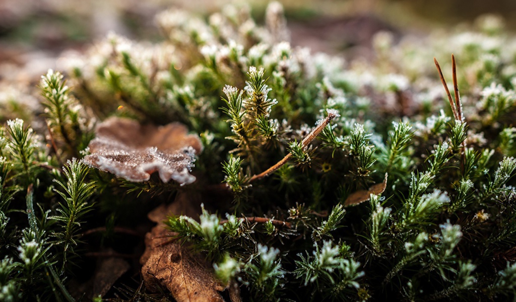 Хвойные ветки в снегу