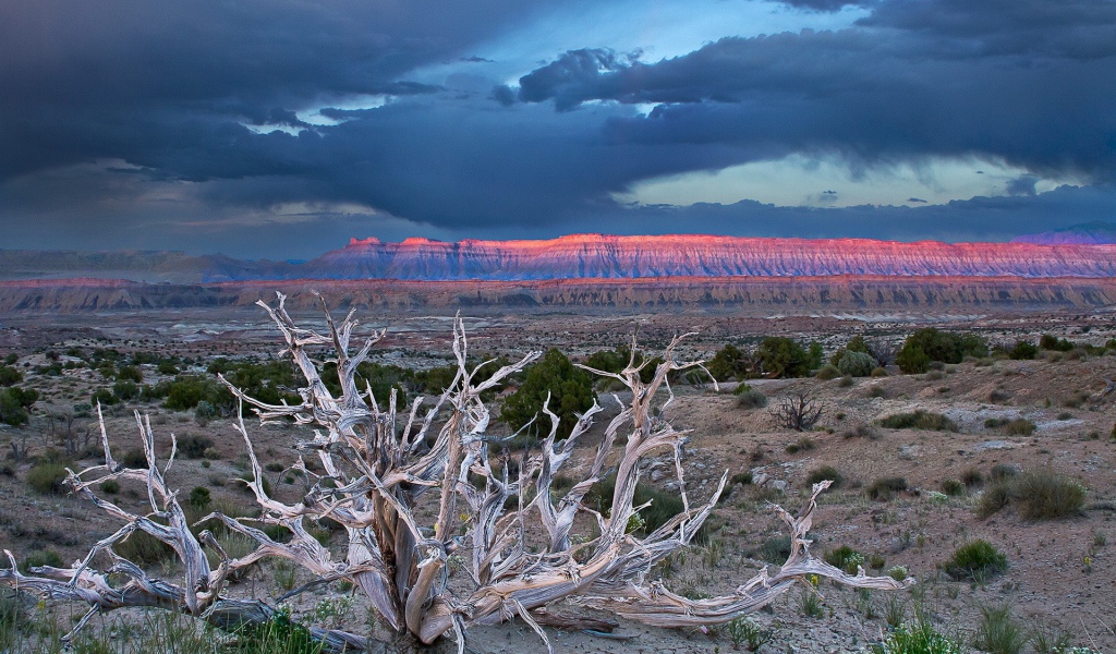 Засохшее дерево в пустыне