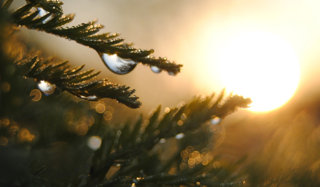 Капли на ветках дерева