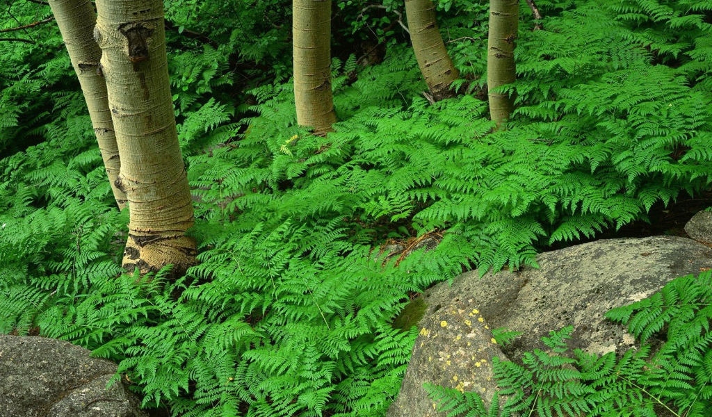 Заросли папоротника