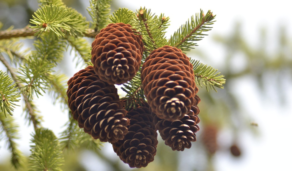 Еловые шишки на ветке