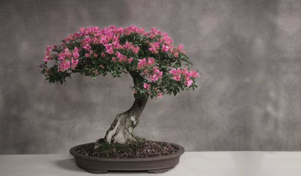 Цветущее дерево бонсай