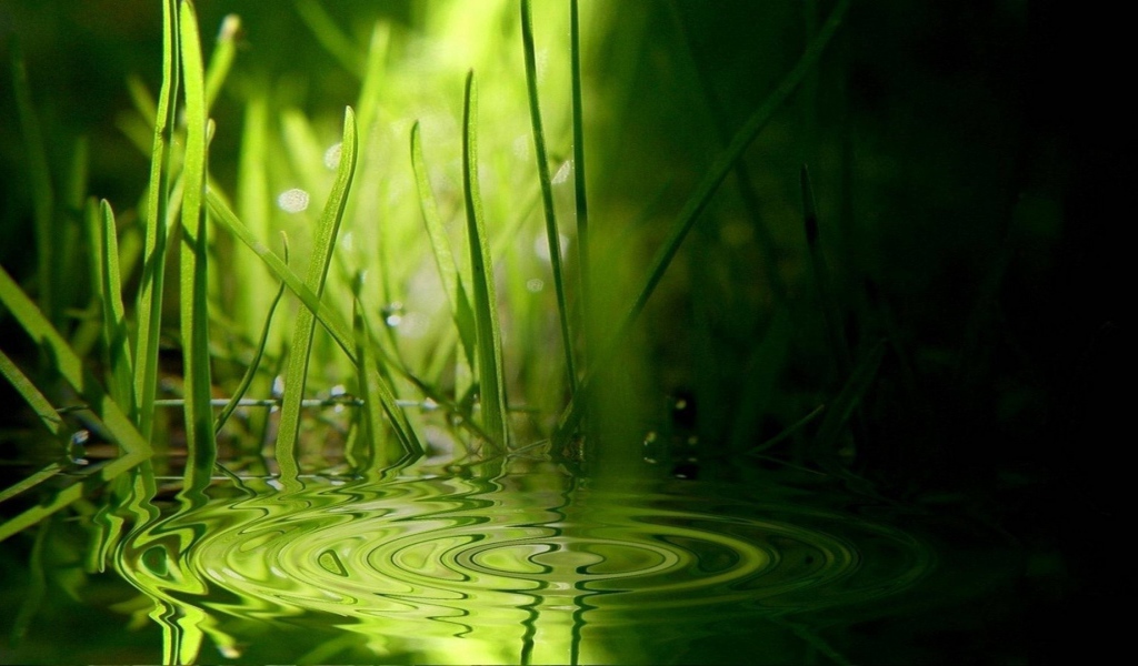Зеленая трава на воде